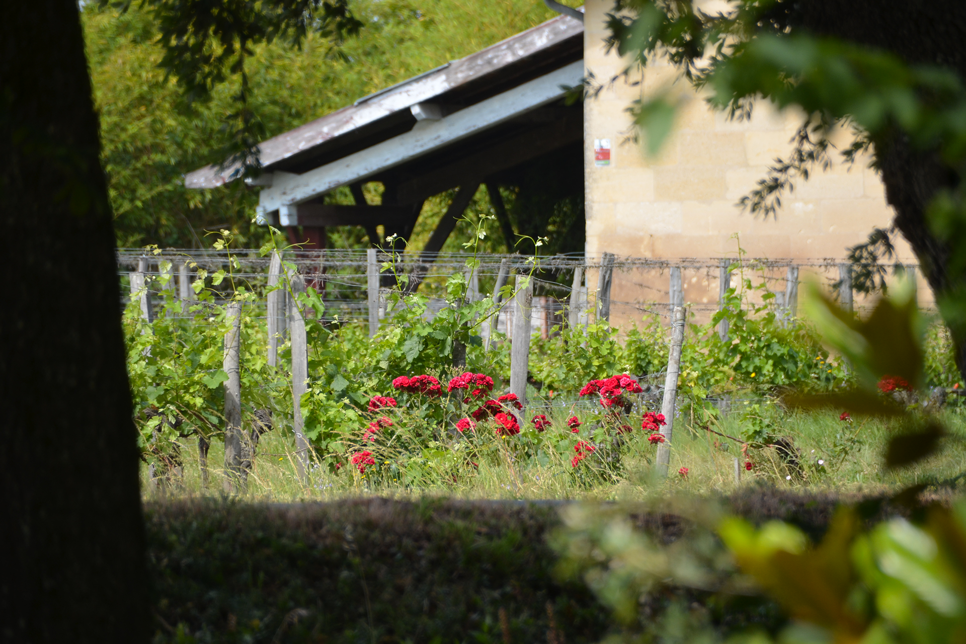 Château Croque-Michotte — photo 8