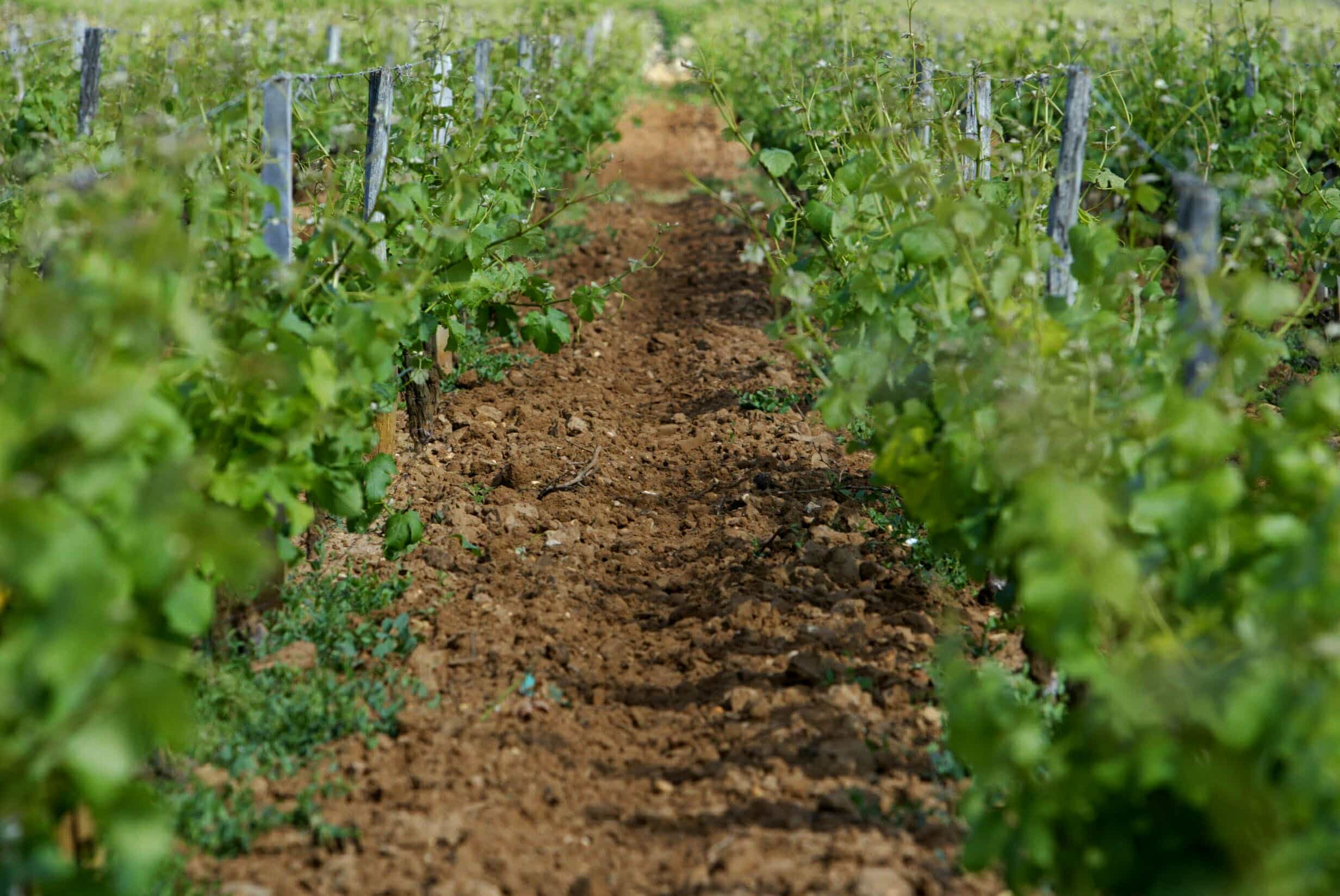 Château Climens - Barsac