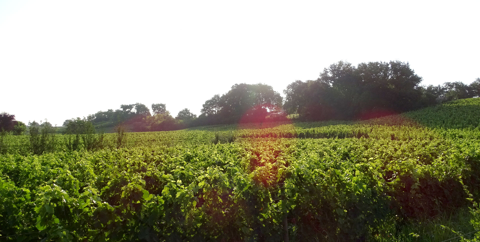 Château Rol Valentin