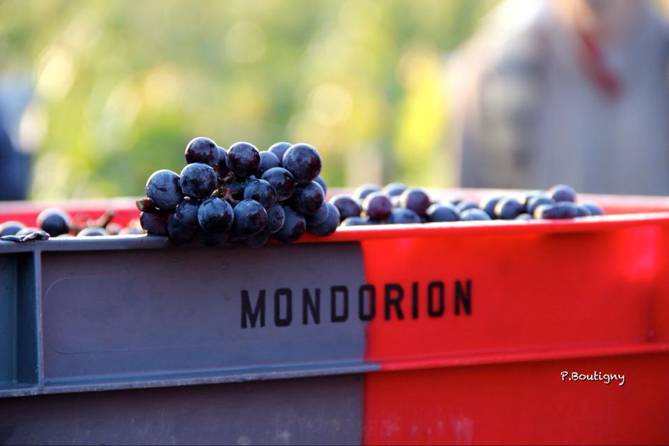 vignoble Mondorion.jpg