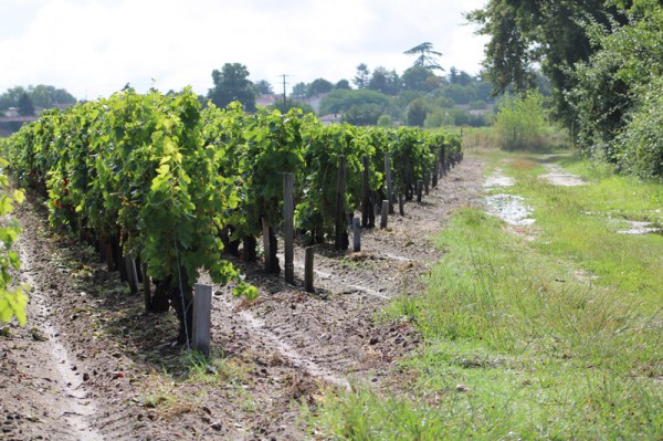 Château St Estephe — photo 3