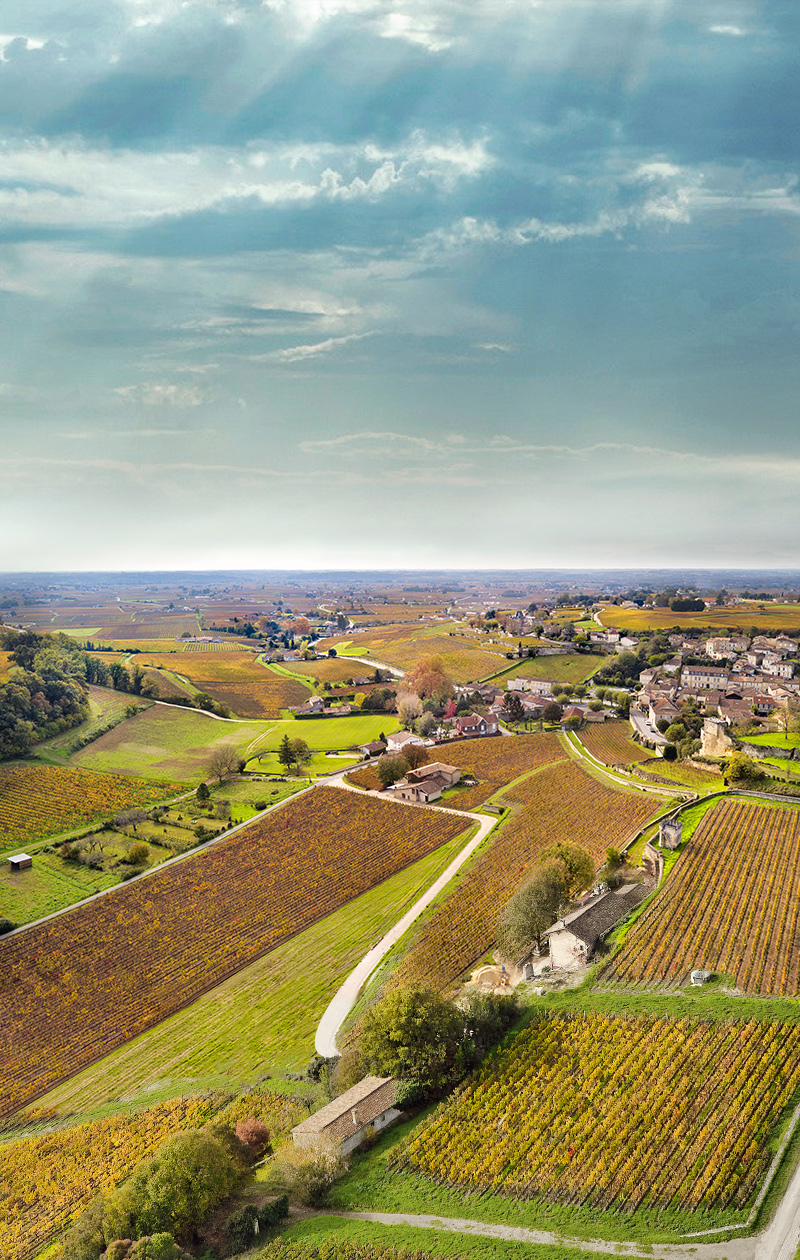 The Wines