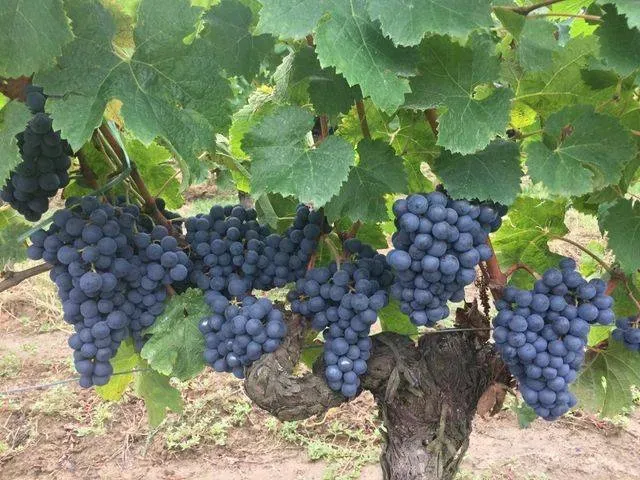 Vignoble à Petit-Palais-et-Cornemps