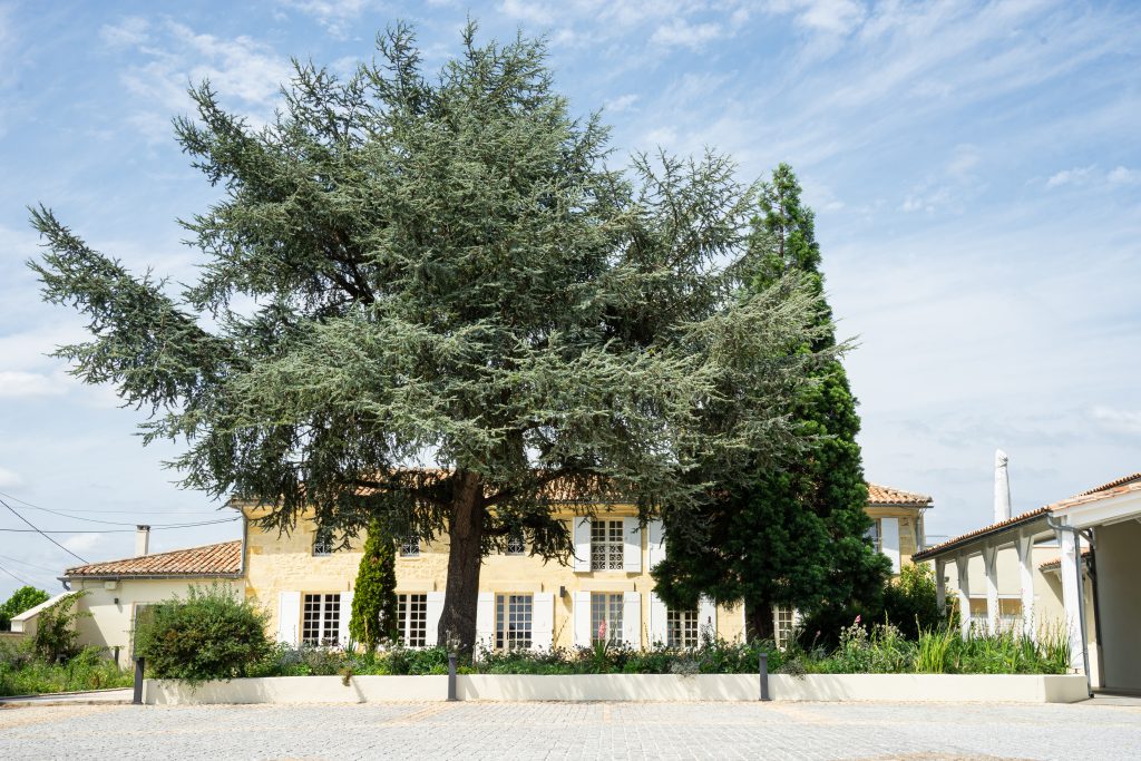 Château Haut Brisson — photo 3