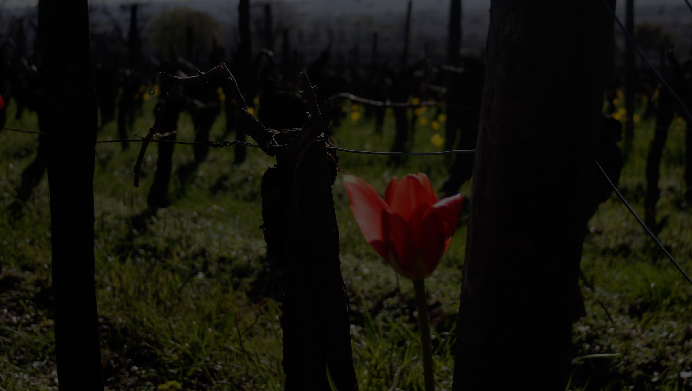 Château Coutet (Saint-Émilion) — photo 4