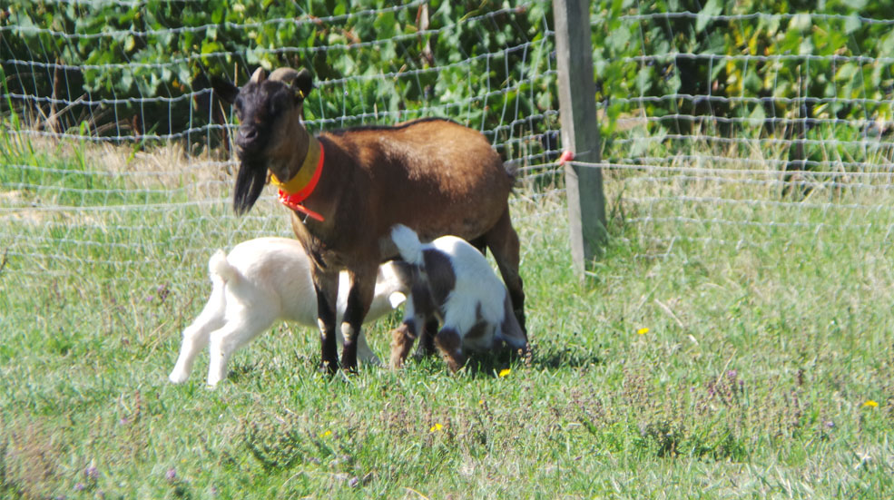 Parc animalier du gîte