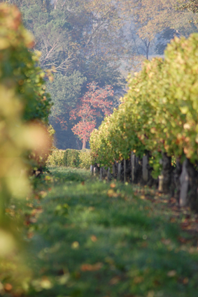 Les vignes du château du tertre de pezelin
