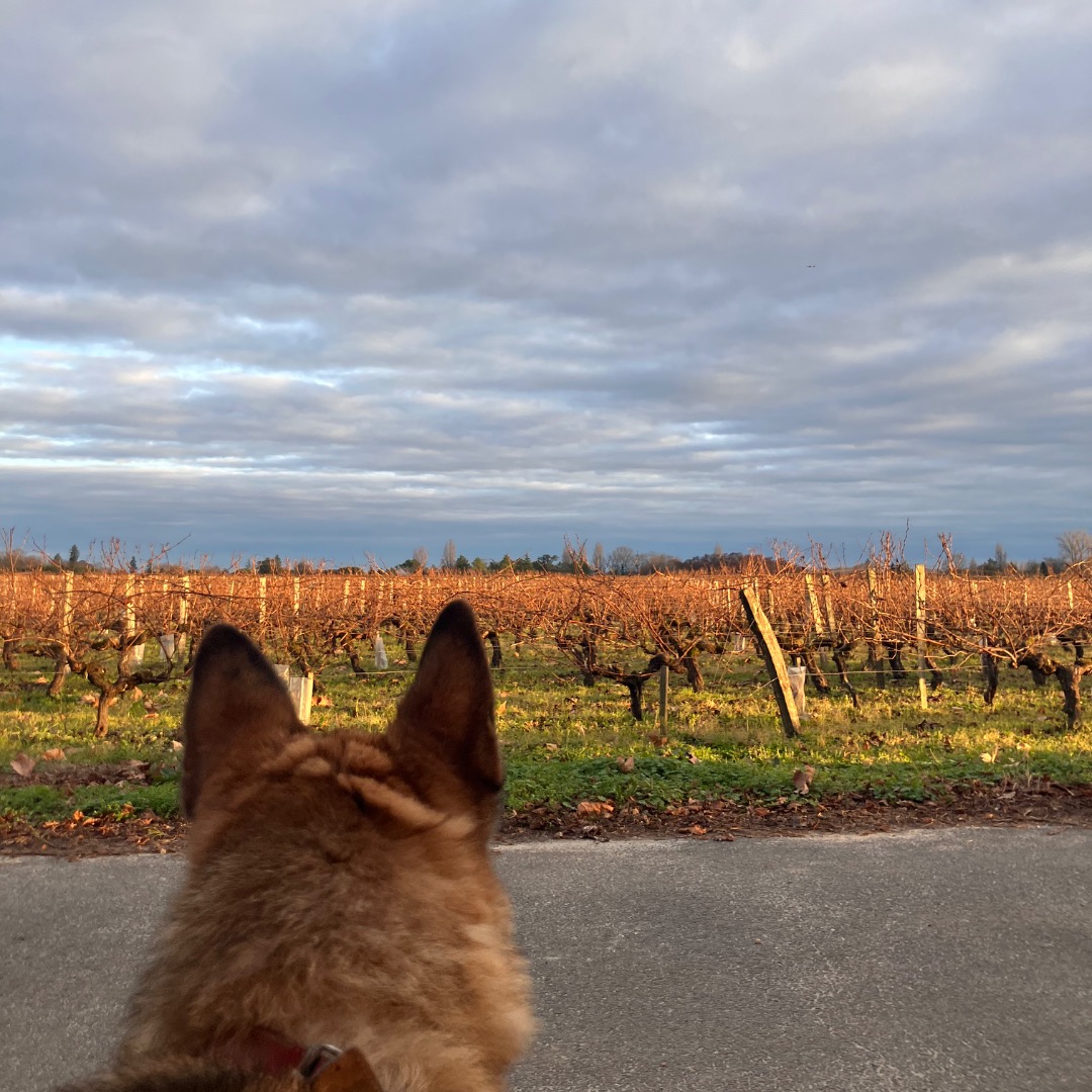 Château Grand Clapeau Olivier — photo 3