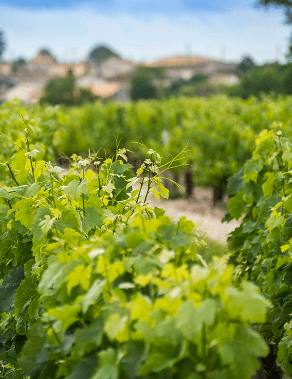 Château la Haye — photo 2