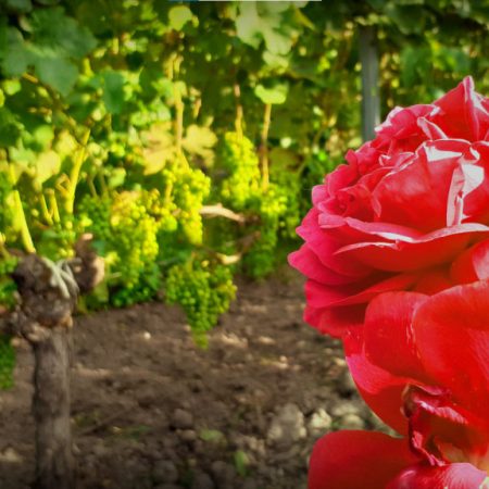 Grappes de raisin dans les vignes avec des roses en fleurs entre les rangs.