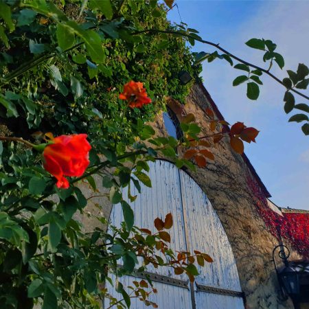 Photo de la porte du chai avec un rosier en fleurs devant.
