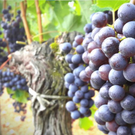 Grappes mûres en phase de maturation dans les vignes.