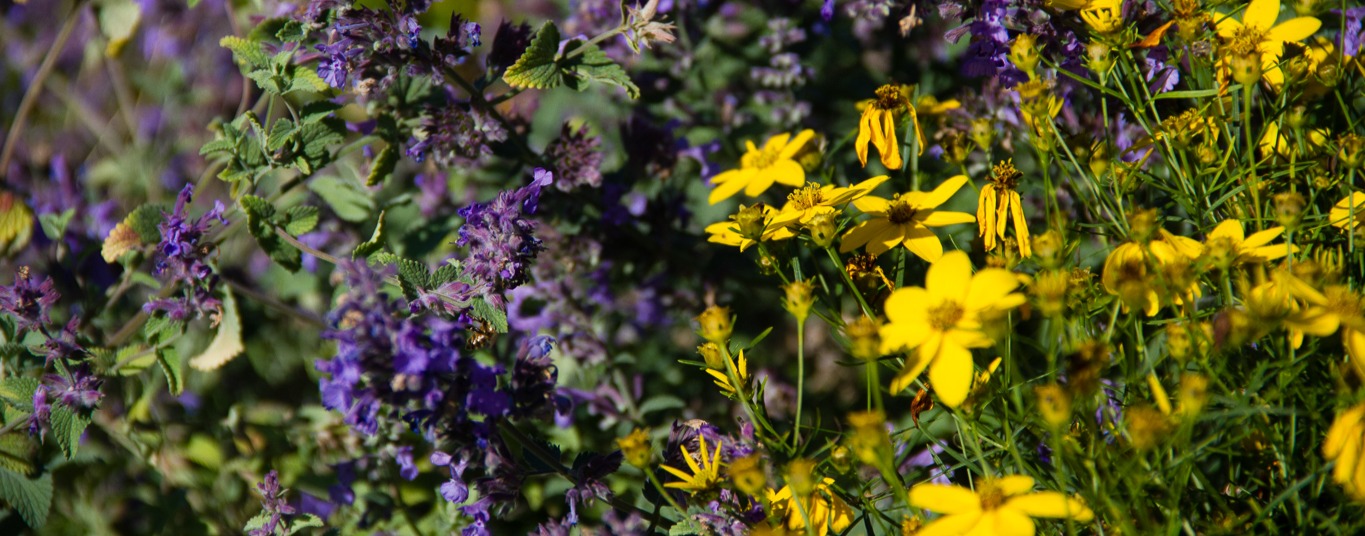 fleurs jaune violet jardin chateau-de-mouchac