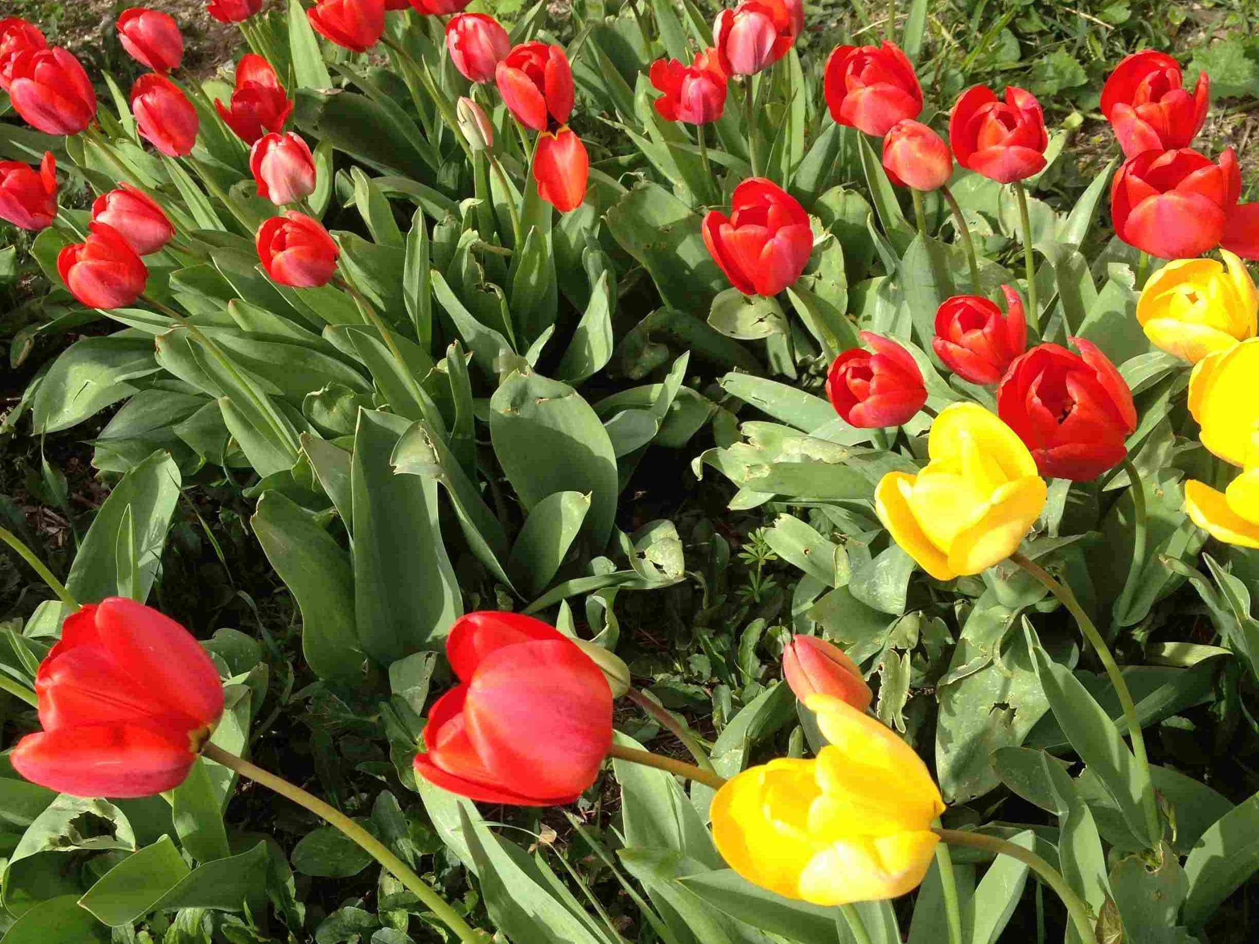 tulipes rouge et jaune - le chateau de mouchac