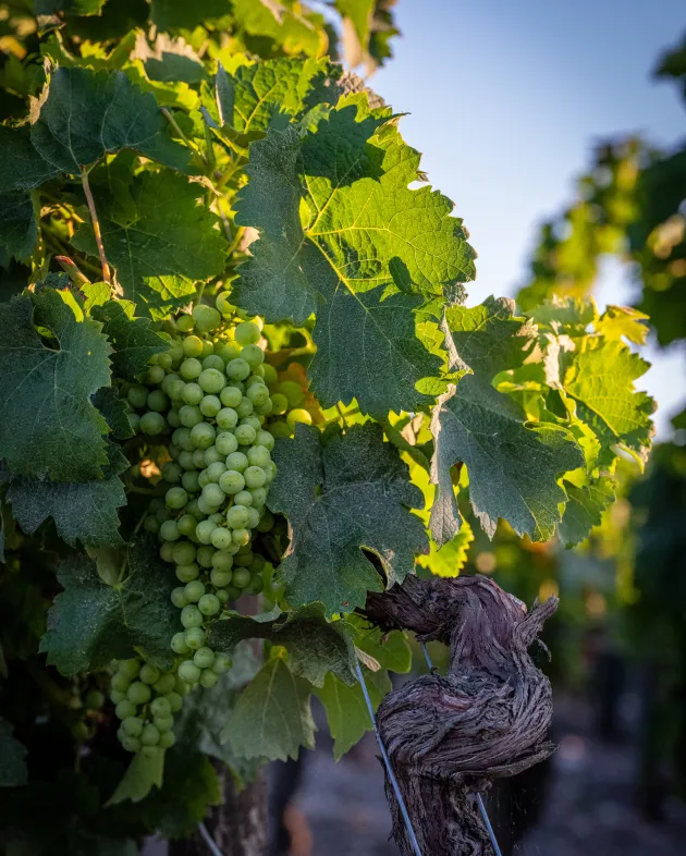 vineyard under bright sunlight.