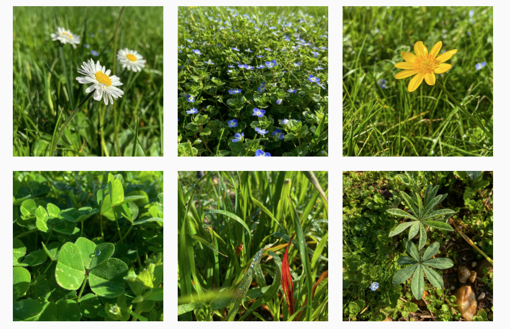 Les fleurs du vignble