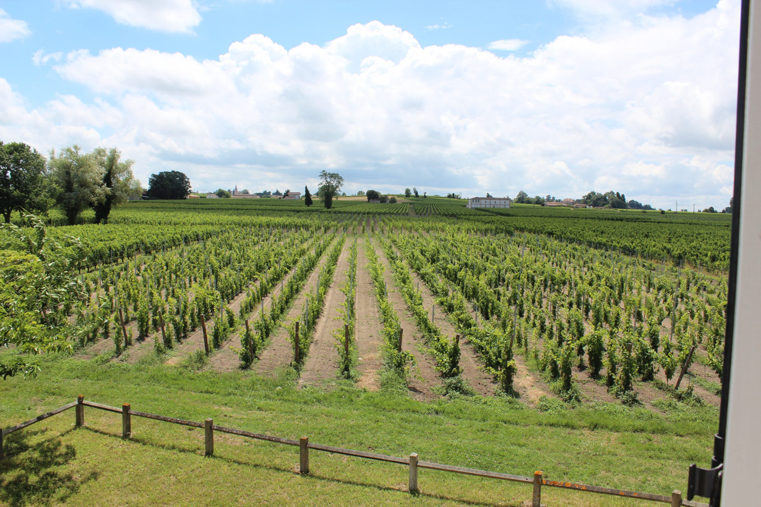 Vue des vignes Lagrave