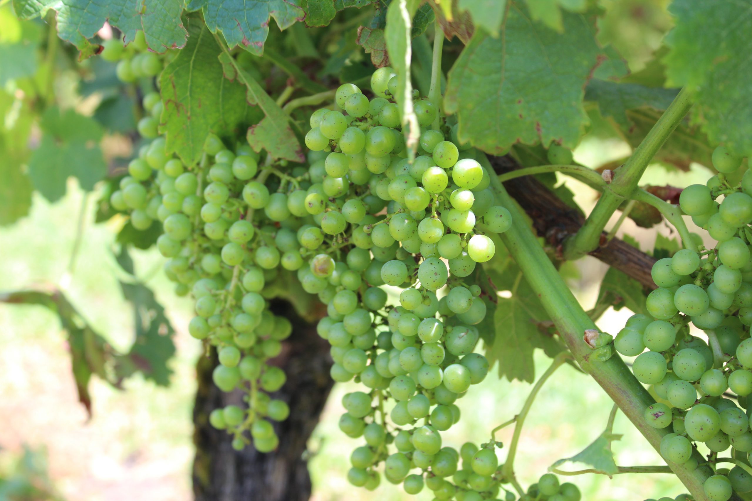 Raisins des vignobles Massé