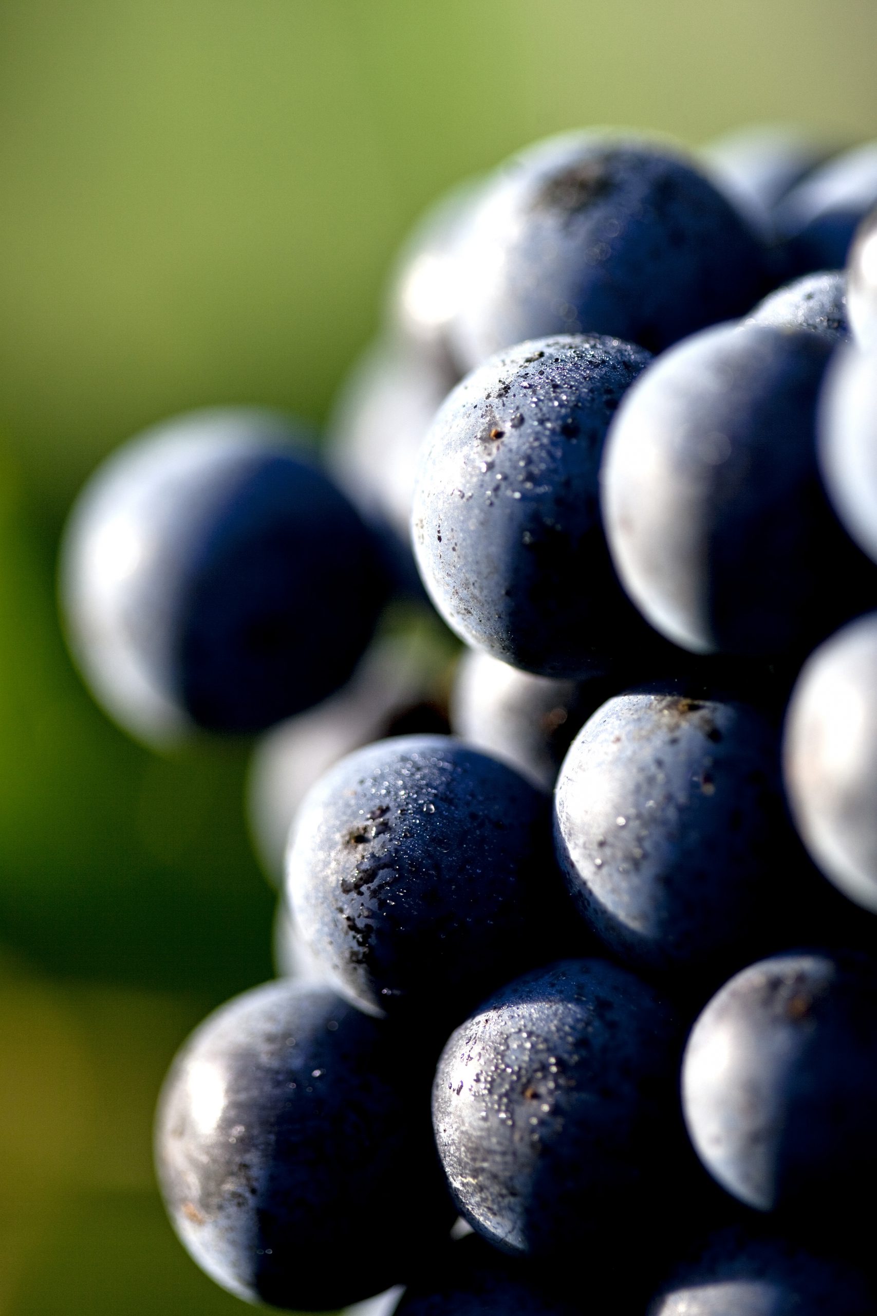 GRAPPE DE RAISIN ROUGE AVANT VENDANGE,CYCLE VEGETATIF DE LA VIGN
