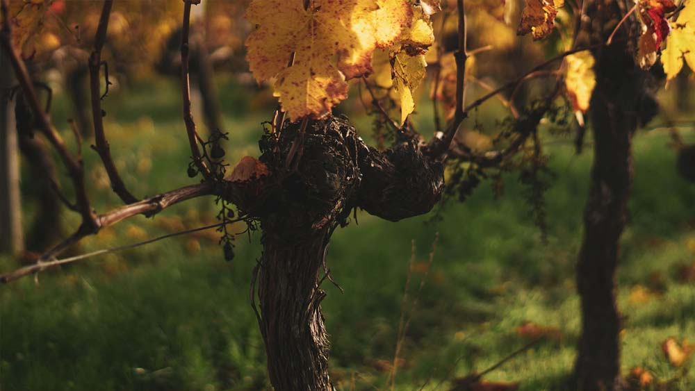vignoble-de-pardieu-bourg-pied-de-vigne