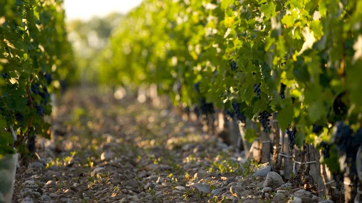 Les vignes du Château d'Arcins