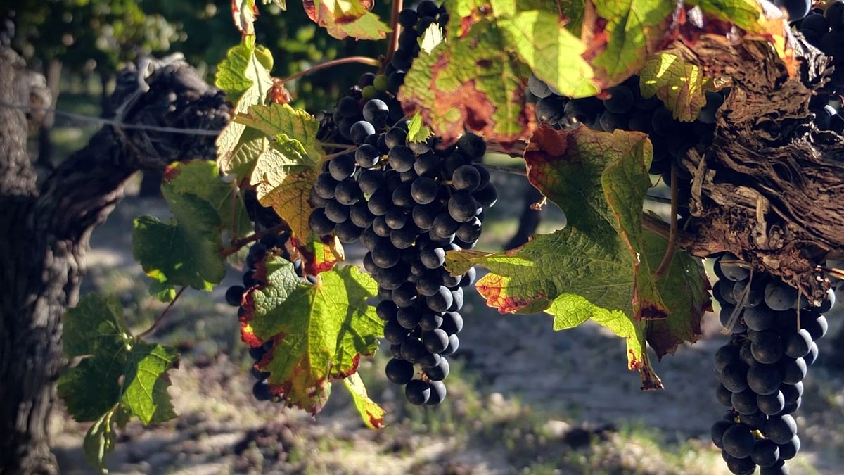 Une grappe de raisins au Château d'Arcins