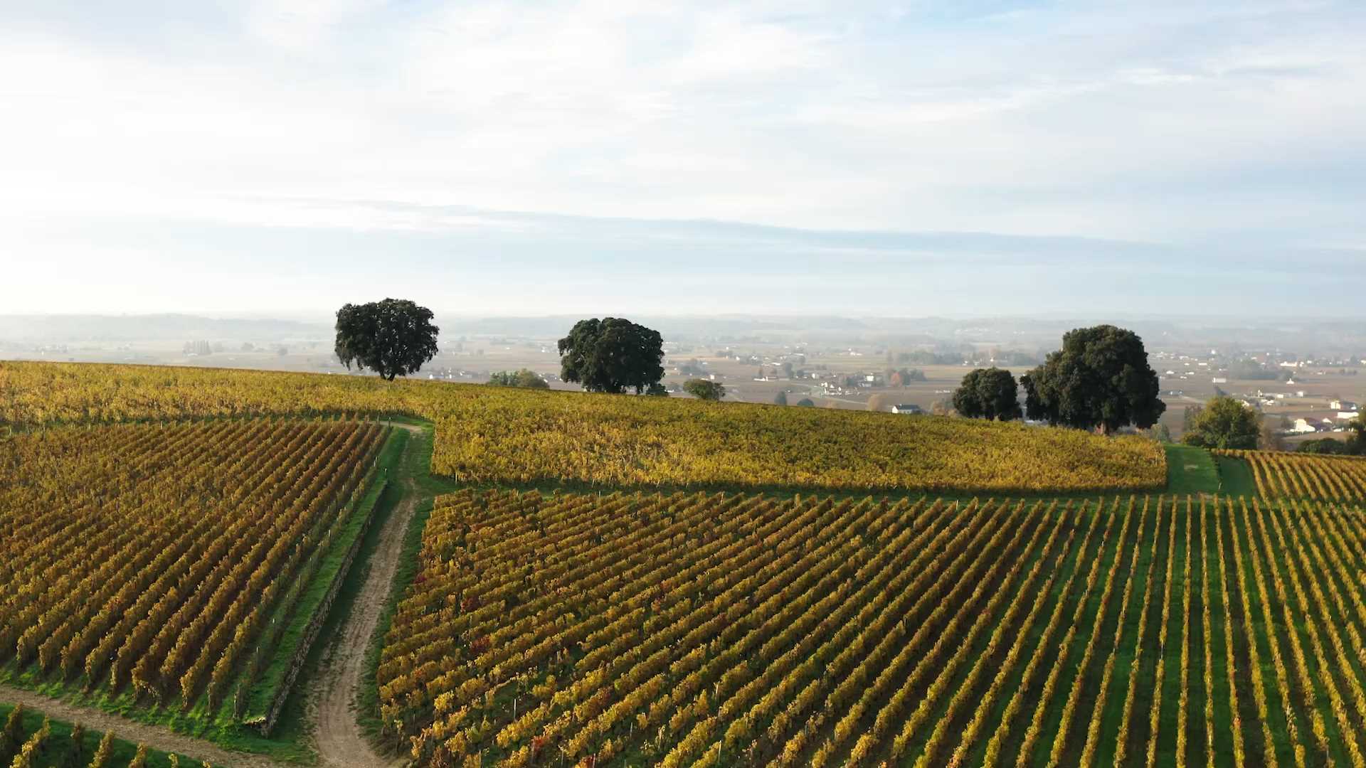 Château Pavie Macquin - Saint-Émilion