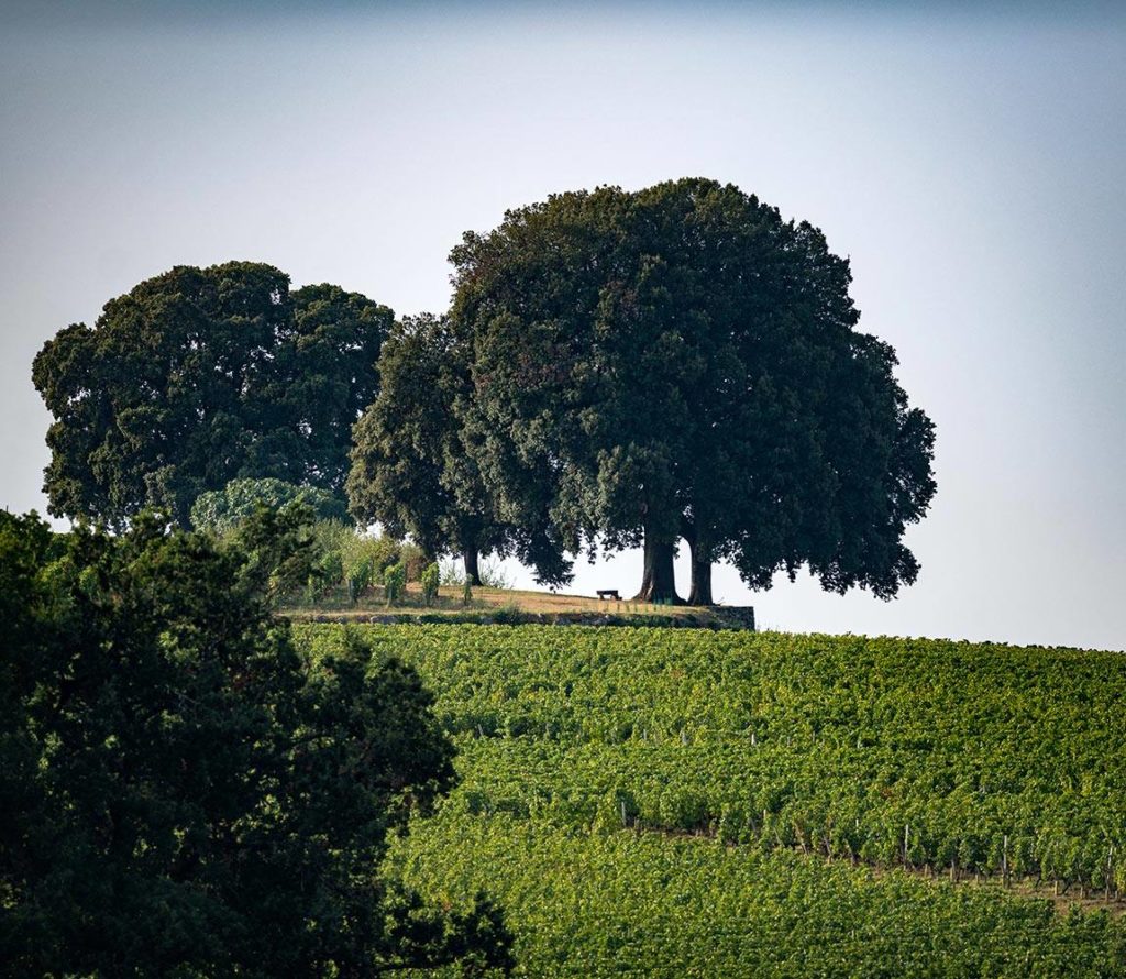 Château Pavie Macquin — photo 9