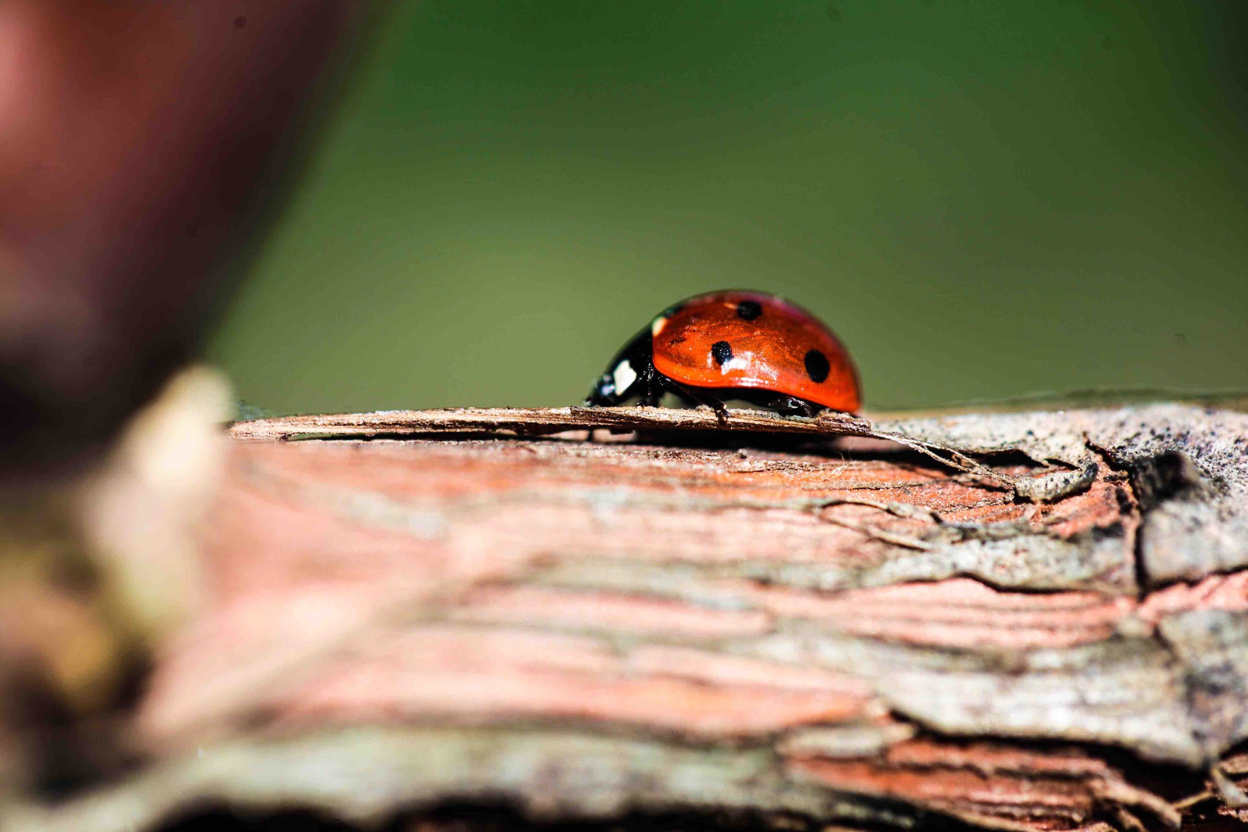 Coccinelle sur un bois de vigne au Château des Annereaux, symbole de la biodiversité et des pratiques biologiques.