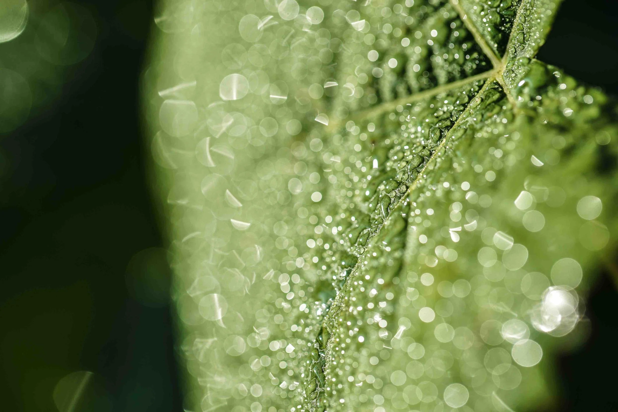 Feuille verte en macro illustrant la viticulture biologique et durable au Château des Annereaux à Lalande de Pomerol