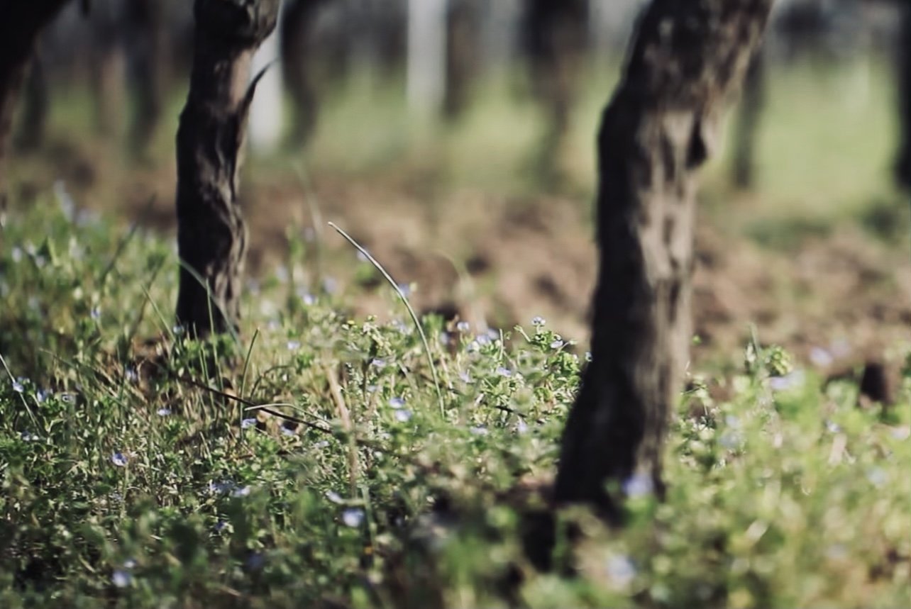 Petites fleurs au pied d’un pied de vigne au Château des Annereaux, reflétant la biodiversité favorisée par la viticulture biologique.