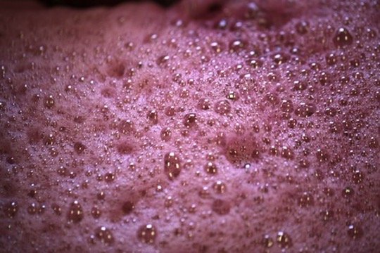 Fermentation