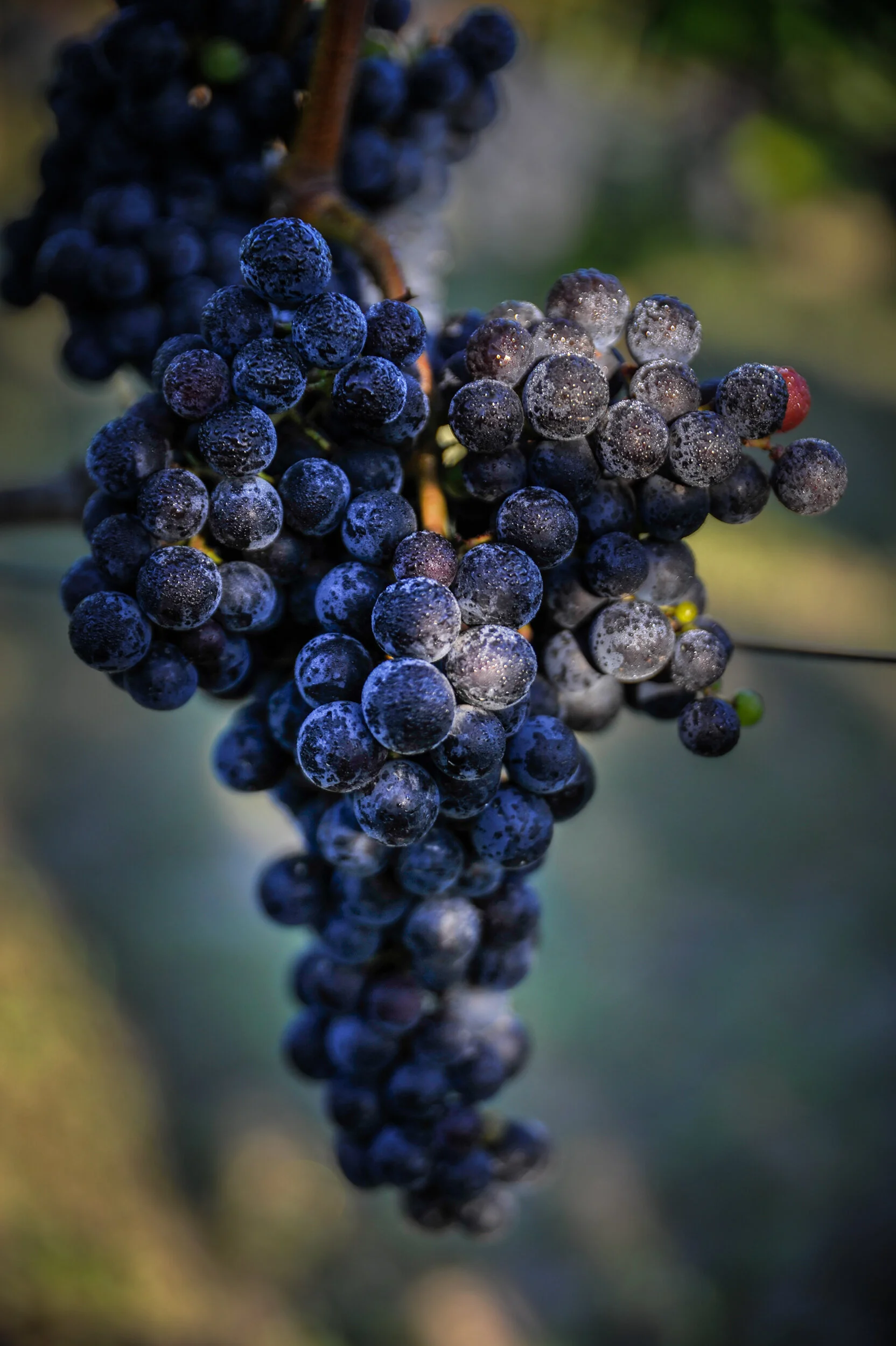 vignoble.jpg