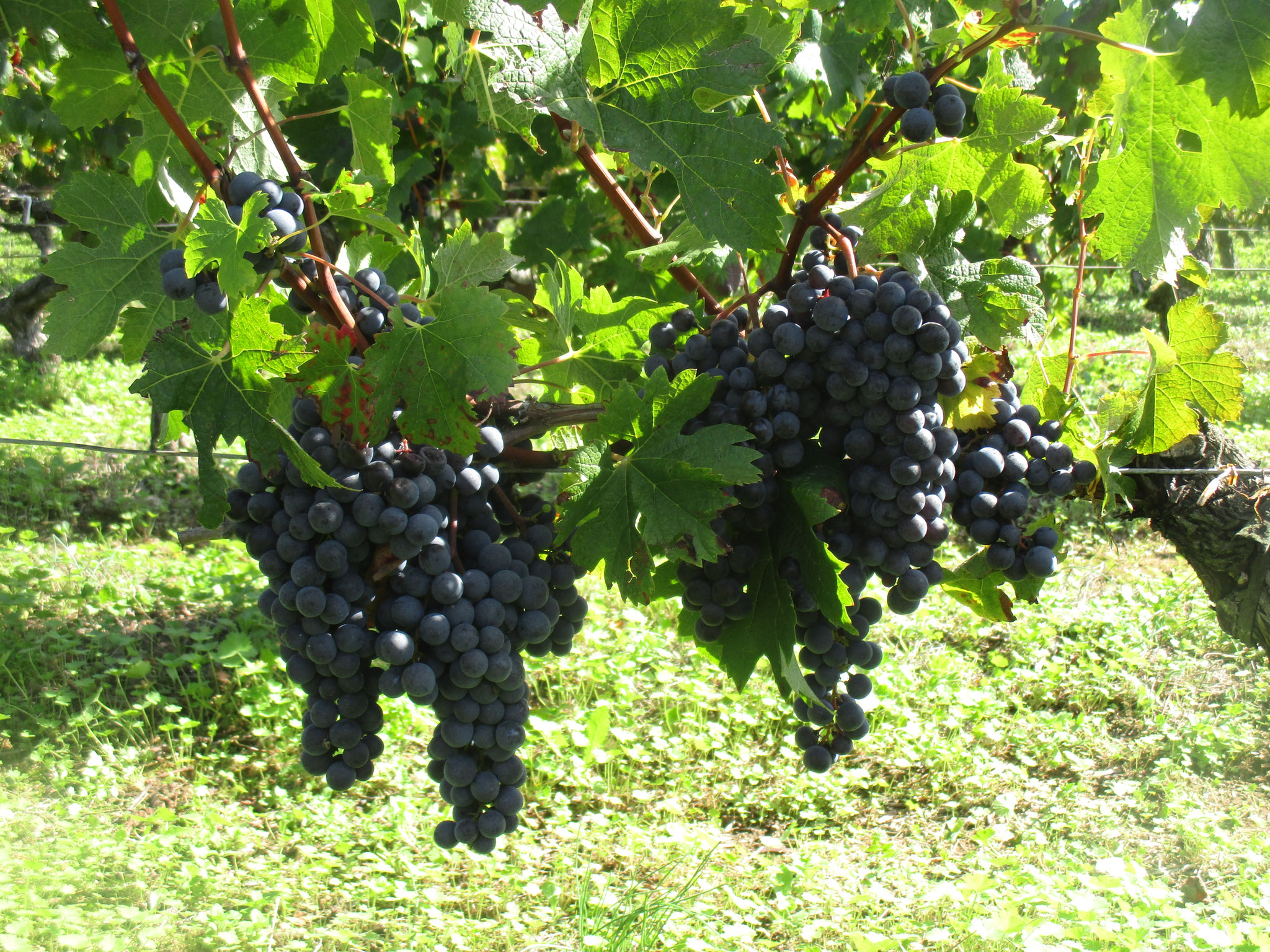 Château Ecrin de Cauleys - Médoc