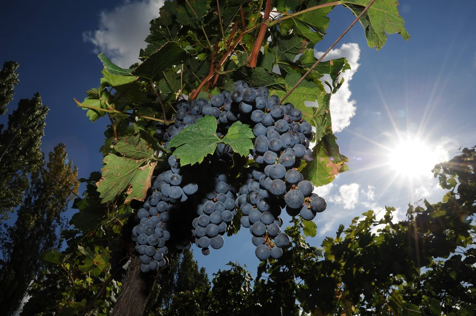 vignobles bouladou saint emilion