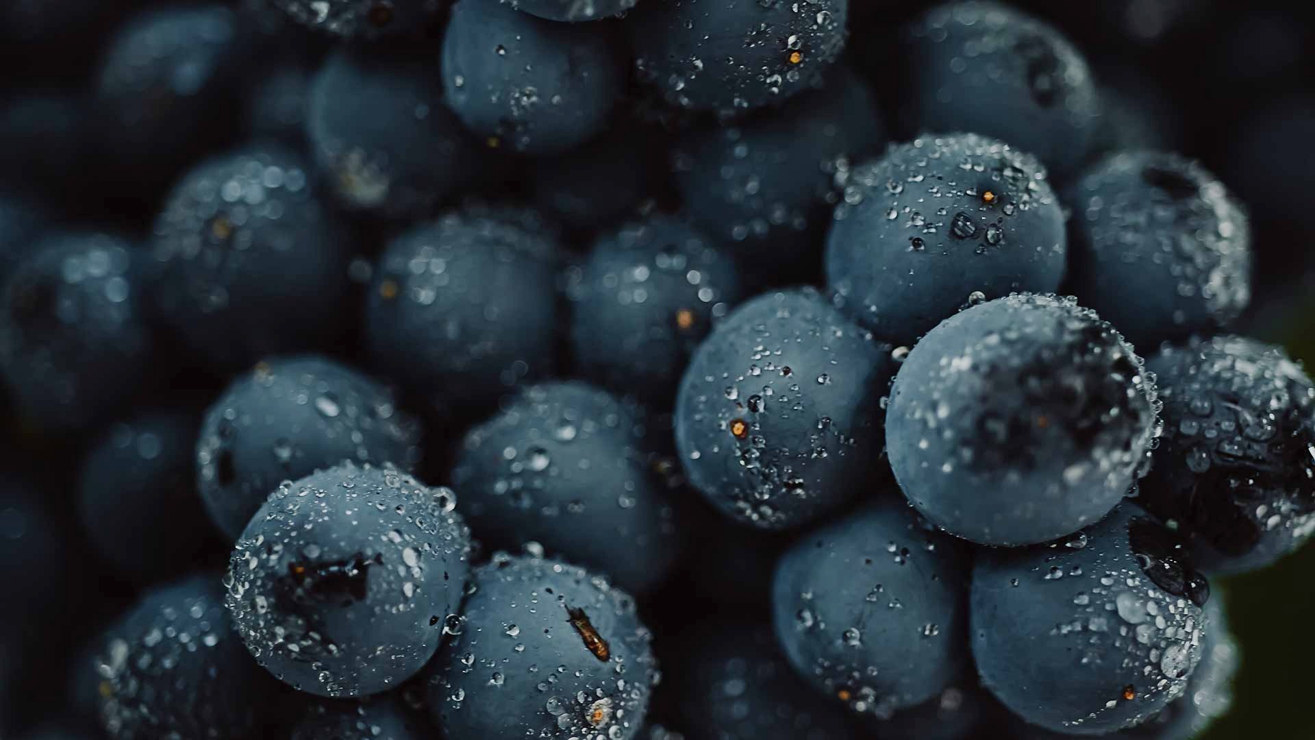 Vignobles Juste