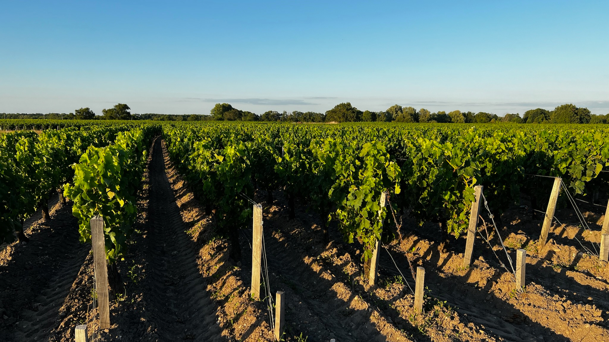 Château Juste - Haut-Médoc