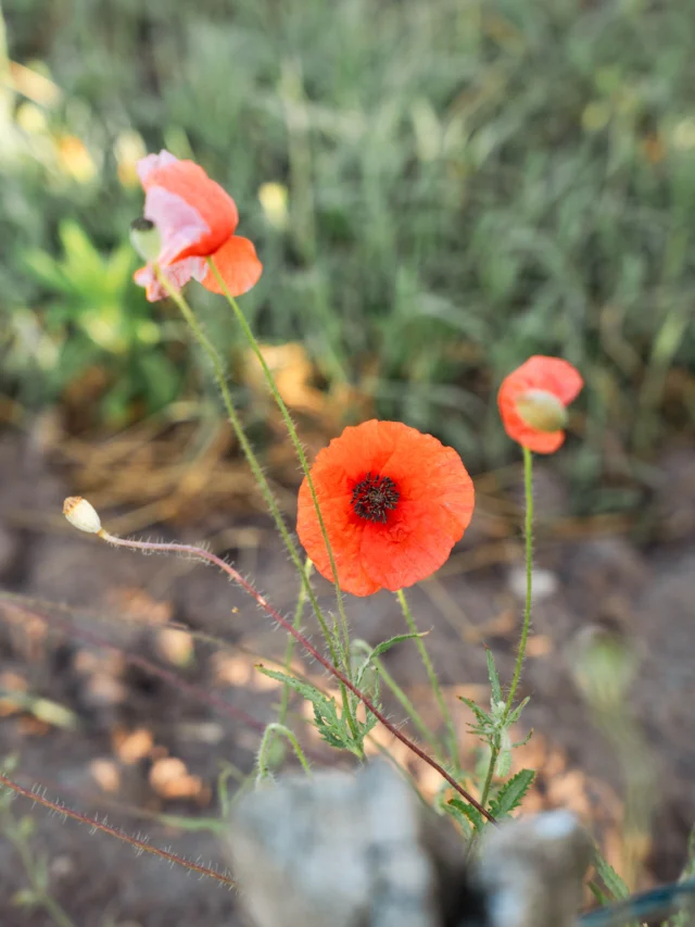 Les filles du domaine au milieu des fleurs sauvages #coquelicot.	  The girls of the estate among the wildflowers #poppy   . . . #chateauhautsegottes #saintemilion #bordeauxwine