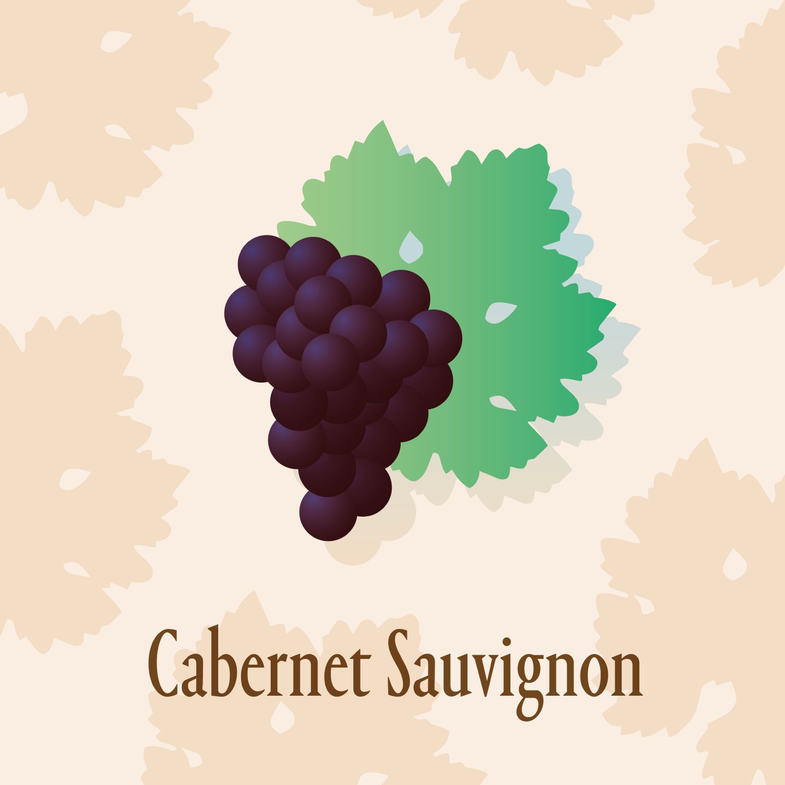 Série d'été · Les cépages du Château de Brague — 2/6  L'enfant le plus célèbre de Bordeaux est un semis du hasard : l'analyse ADN de 1996 a révélé en lui le fils du cabernet franc et du sauvignon blanc, né dans quelque parcelle du XVIIe siècle. Mentionné comme « Petite Vidure » dans le Médoc vers 1755, il s'est répandu avec l'âge d'or des domaines parce qu'il aimait précisément ce qu'ils avaient à offrir : des graves profondes, chaudes et drainantes.  Petit, tardif, à pellicule épaisse, il donne la charpente sur laquelle le Médoc est bâti : tanin dense, cassis et cèdre, et une aptitude au vieillissement sans égale à Bordeaux. C'est le grand cépage le plus planté au monde, mais nulle part plus lui-même qu'entre Margaux et Saint-Estèphe.  Au Château de Brague, le Cabernet Sauvignon est le deuxième cépage le plus planté, avec exactement 10% de la surface. Mais même en minorité, il est essentiel à la structure de notre rouge classique.