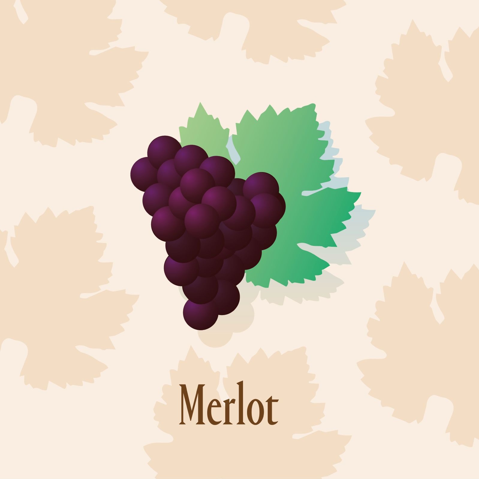 Série d'été · Les cépages du Château de Brague — 1/6  Le nom apparaît dans les registres libournais en 1784 : « merlau », le cépage du petit merle, qui en raffolerait. Croisement naturel du cabernet franc et de l'obscure magdeleine noire des Charentes, le merlot débourre tôt, produit généreusement et enrobe le palais d'un fruit souple de prune, tout ce que demandent les argiles froides de la rive droite.  Son ascension est récente et totale. Second rôle au XIXe siècle, il hérite du terrain perdu par le malbec après le gel de 1956 et ne le rend jamais : le merlot est aujourd'hui, et de loin, le cépage le plus planté de Bordeaux, la chair de Saint-Émilion et de Pomerol comme des domaines de la rive droite tel le Château de Brague, et le partenaire majoritaire discret de bien des assemblages médocains.  Au Château de Brague, le merlot est encore notre cépage principal, avec près de 70% de la surface. La plupart plantée entre les années 70 et 90, pour répondre à la demande de Bordeaux rouge. C'est lui qui fait le caractère de notre Bordeaux Supérieur le plus classique, mais c'est aussi lui que nous allons utiliser pour nos nouvelles créations, en utilisant son verjus et son jus !