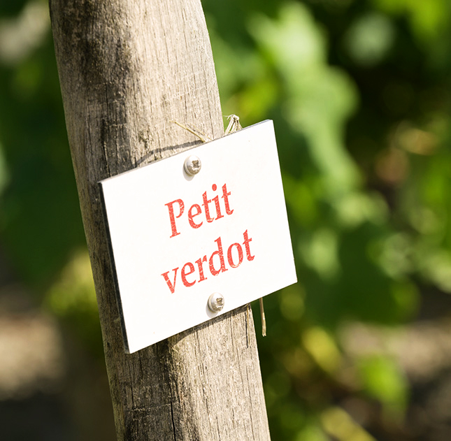 Château Yon-Figeac — photo 5