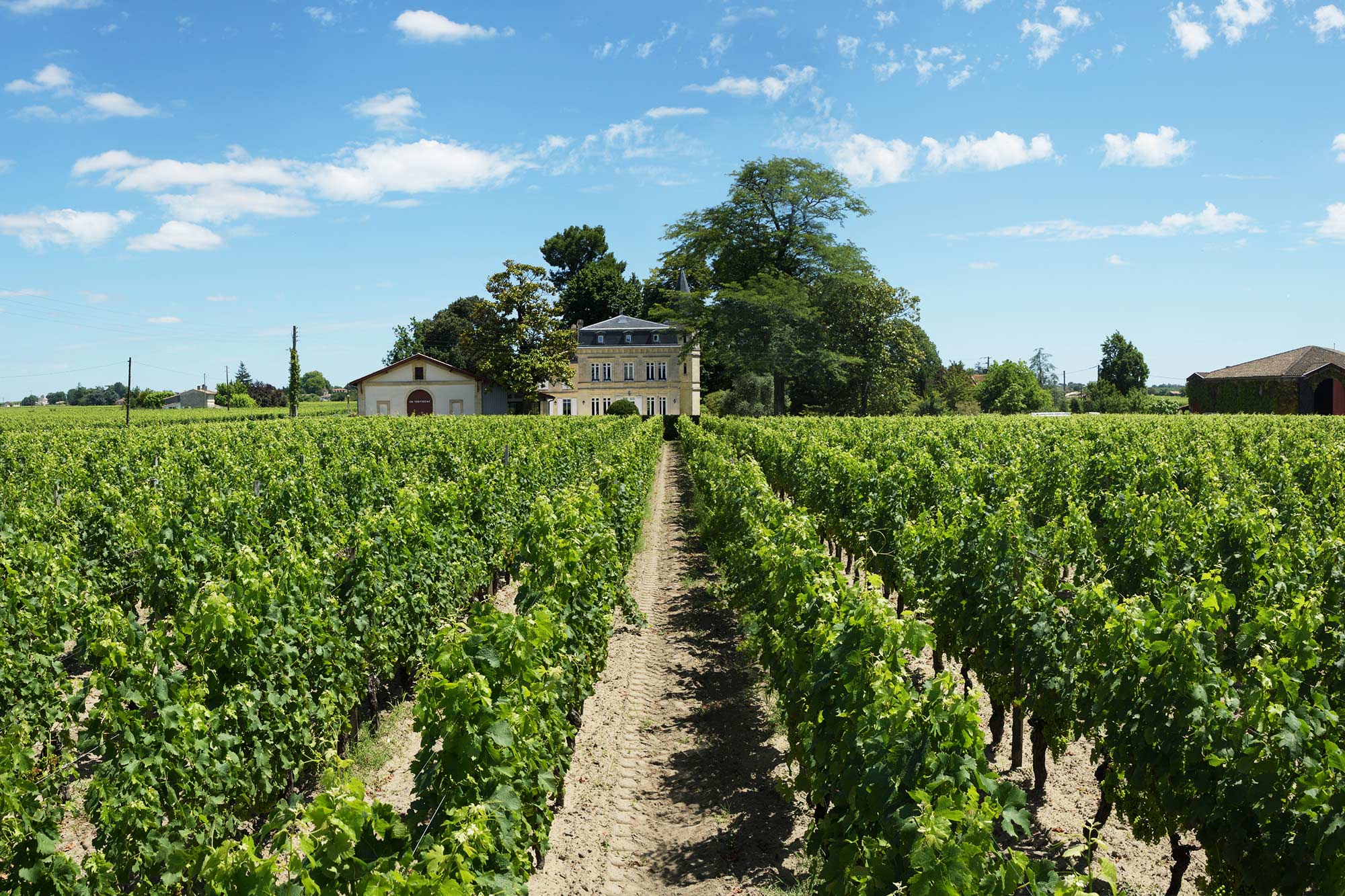 Château Yon-Figeac — photo 6