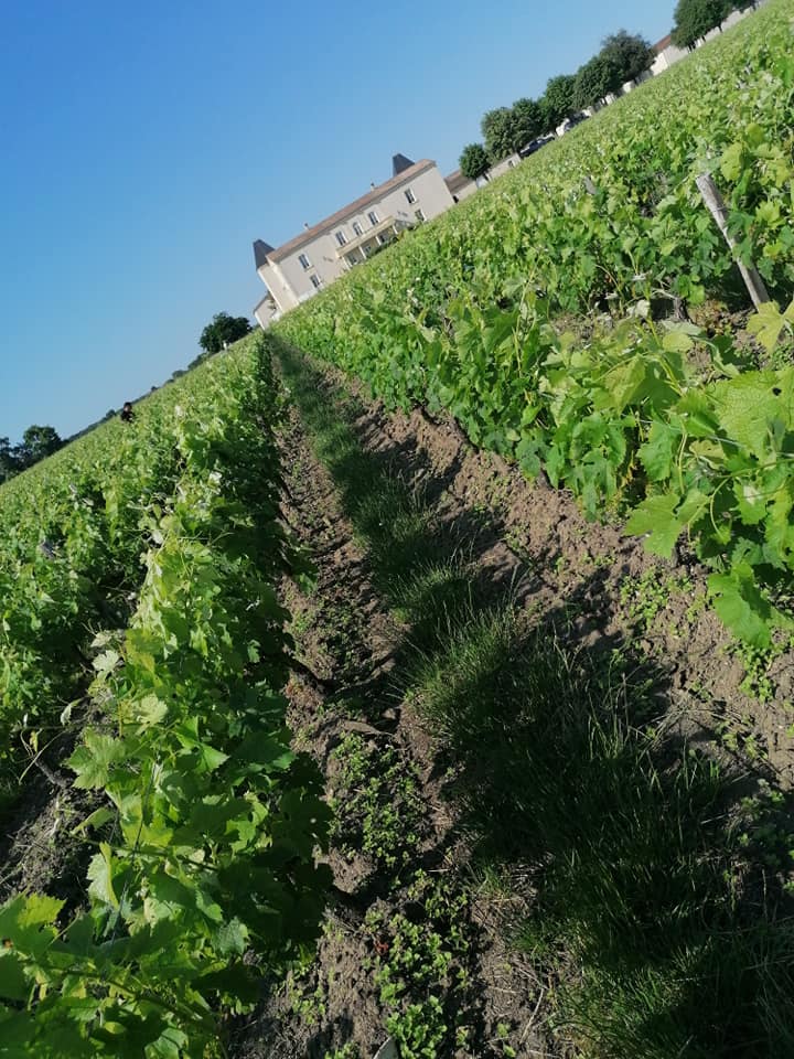 Vignoble à Bégadan 7