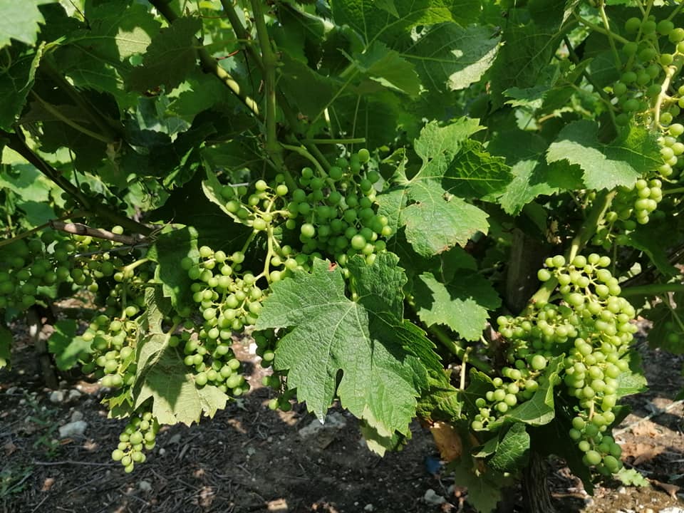 Vignoble à Bégadan 1