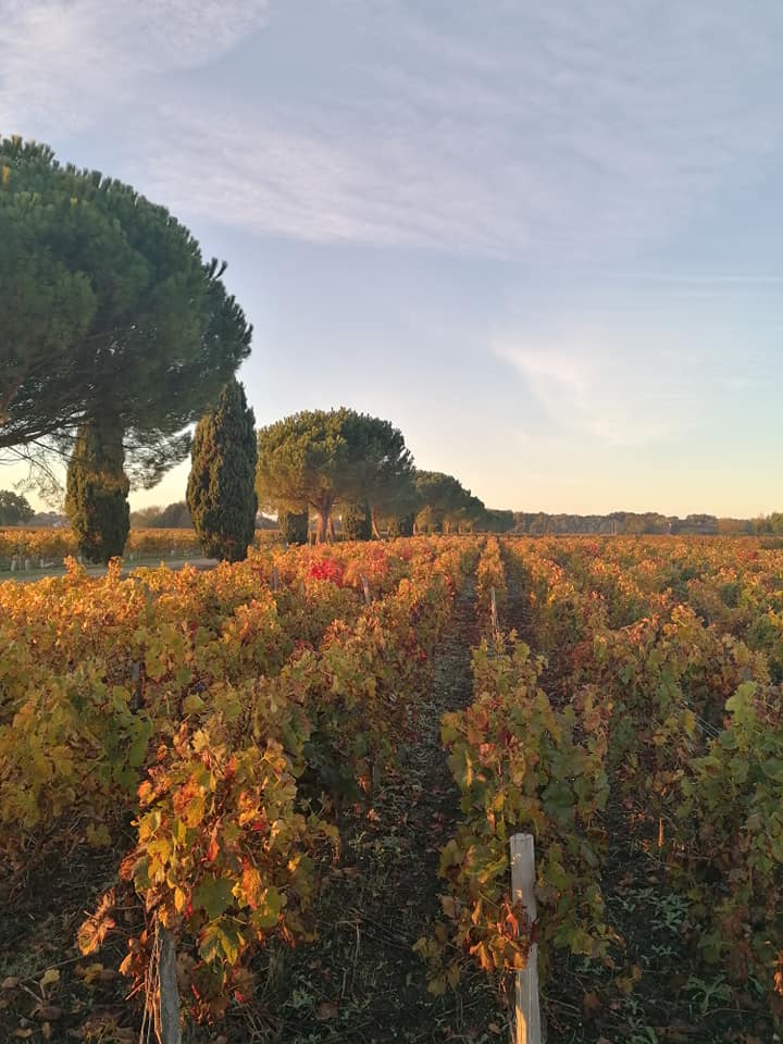 Vignoble à Bégadan 8