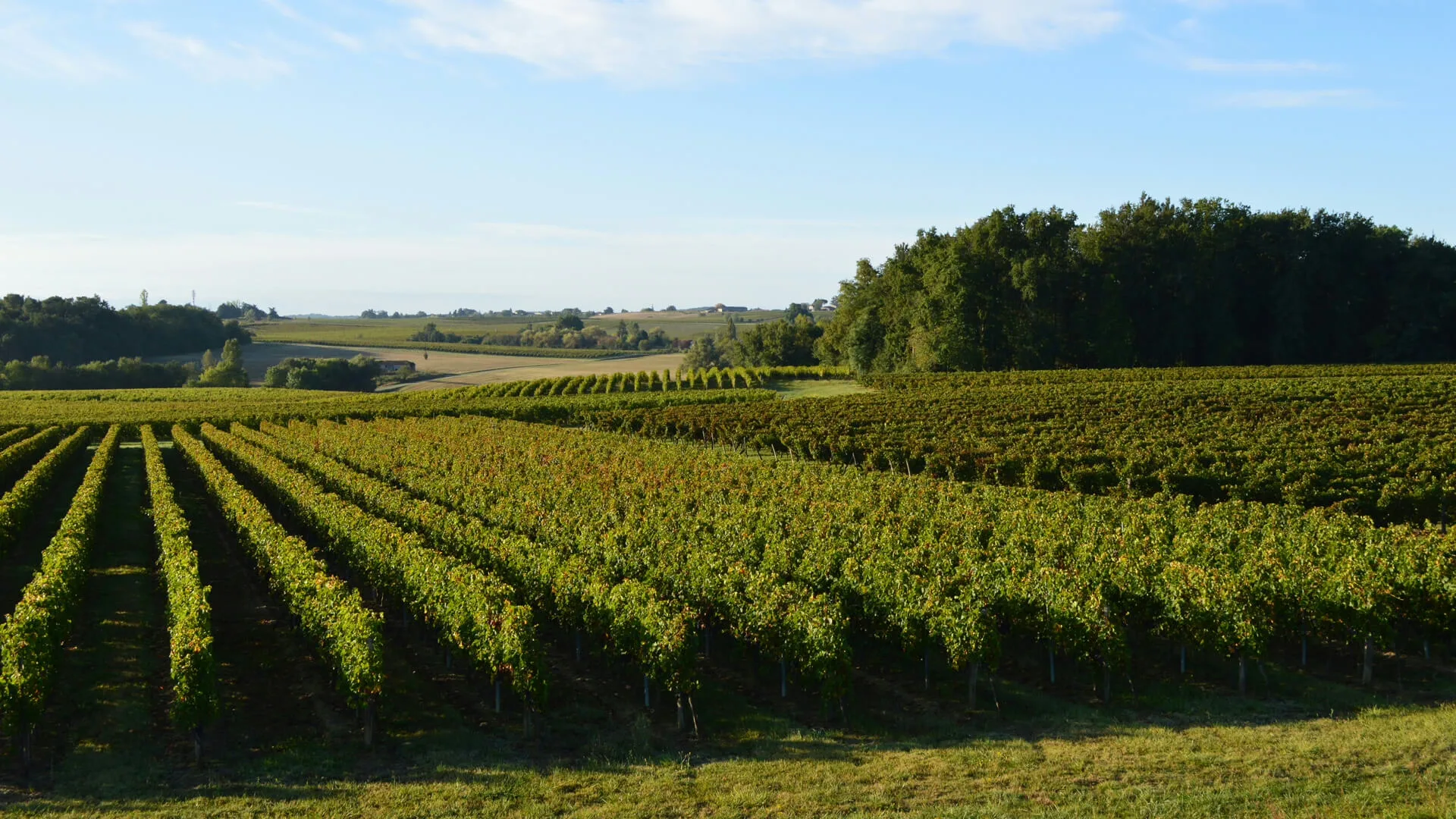 Vignoble du Château de l'Orangerie en Entre-deux-Mers