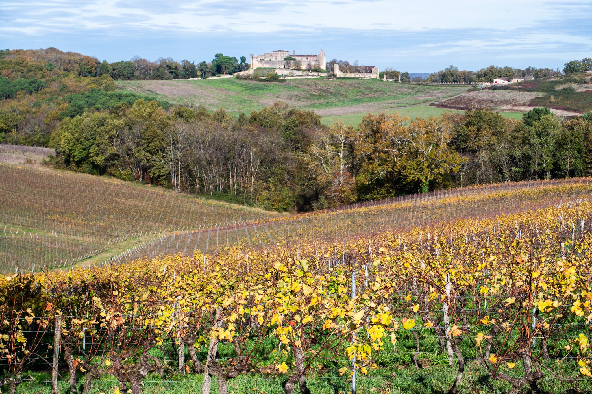 Château Haut Maurin — photo 6