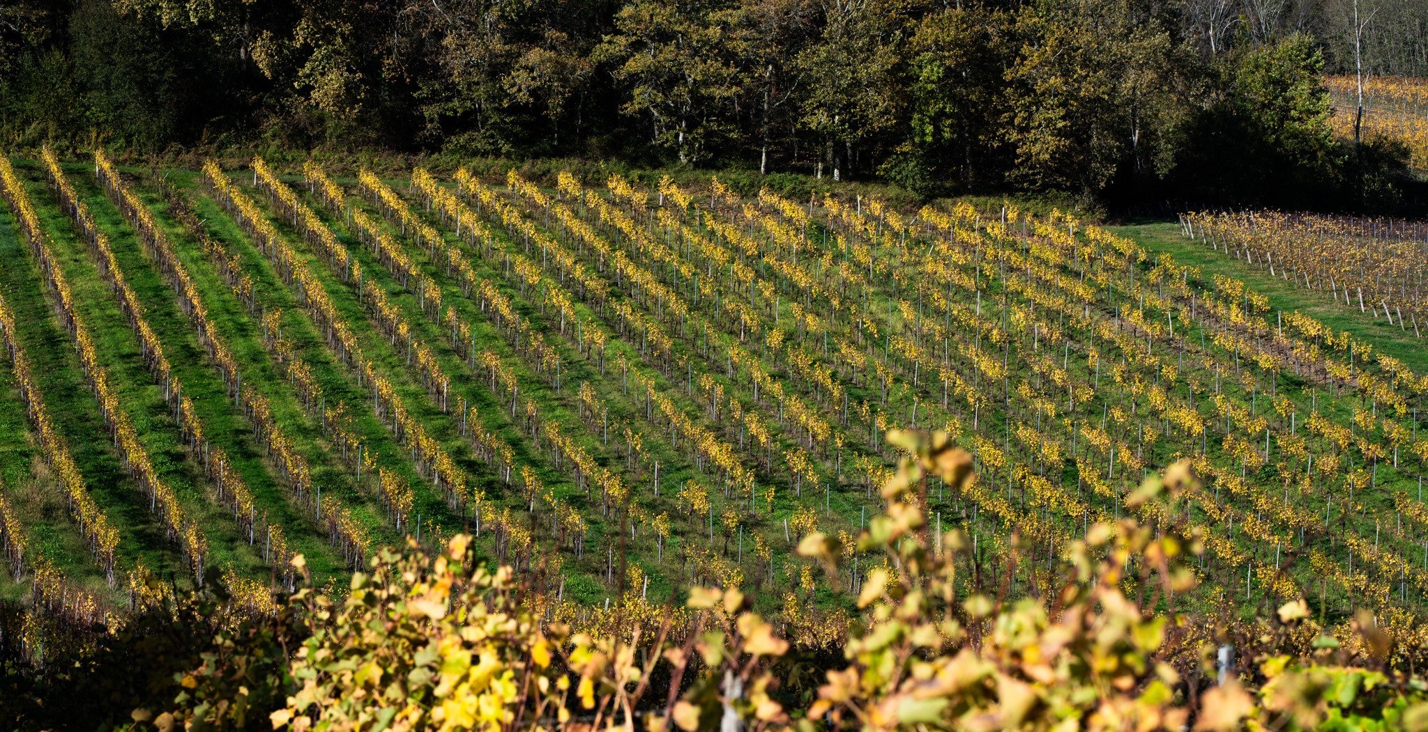 Château Haut Maurin — photo 4