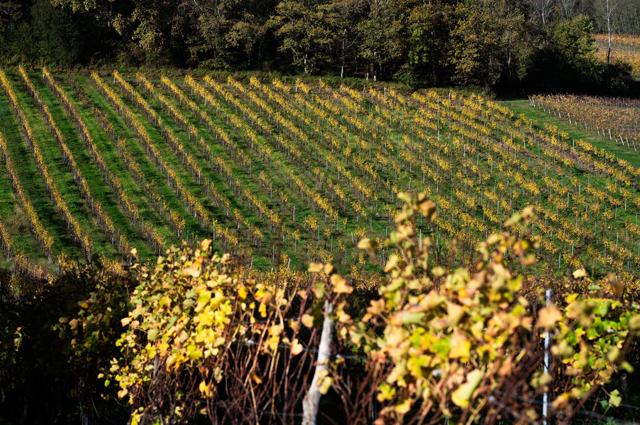 Château Haut Maurin — photo 5