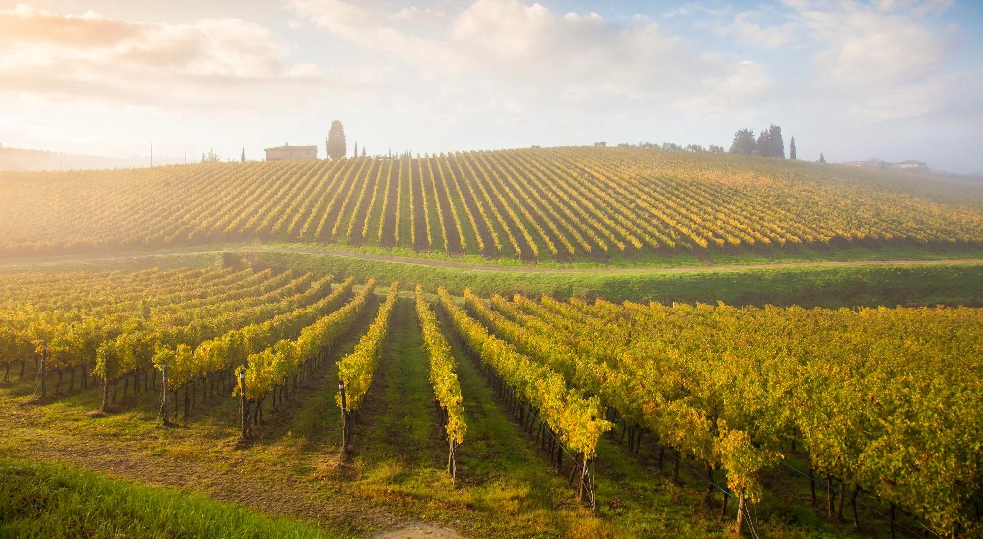 Vins Blanc